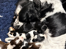 Springer Spaniel