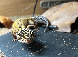 Leopard gecko and set up