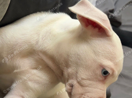 Pocket bully pup can drop anywhere