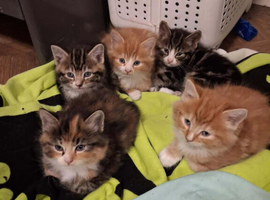 Lovely kittens