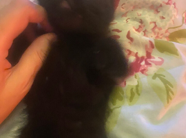 Two beautiful kittens ready now!