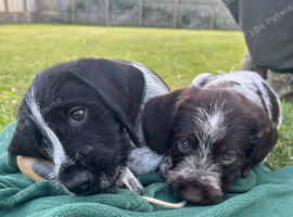 German Wirehaired Pointer Puppies