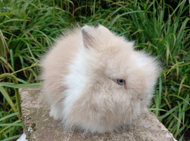 LAST ONE Stunning DM Lionhead baby rabbits