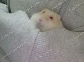 Russian dwarf hamster
