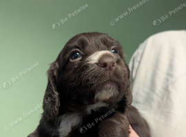Cocker spaniel bitch