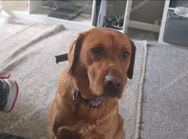 Red labrador