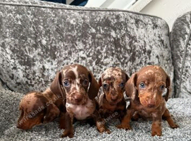 Miniature Dachshund