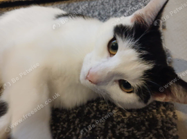 White and black kitten