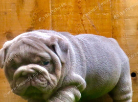 English bulldog puppies lilac and tan