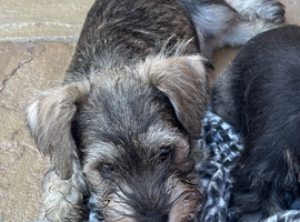 Miniature schnauzer