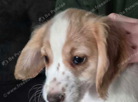 Cocker spaniel puppies