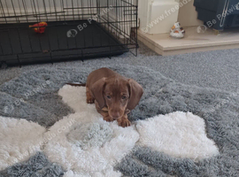 Beautiful litter of dachshund puppies
