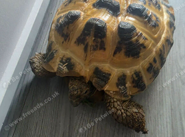 5 year old female horsefield tortoise