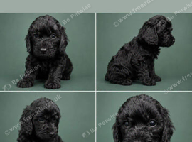 Beautiful F2 Cockapoo Puppies