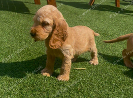 Show cocker puppies