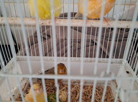 Canary's Hens and male's available