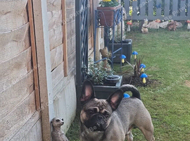 Loving frug for sale