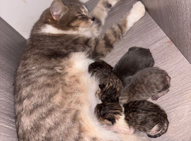 Mixed breed kittens