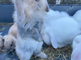 9 Rabbits for Sale - 11 Weeks Old