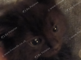 Kittens for sale