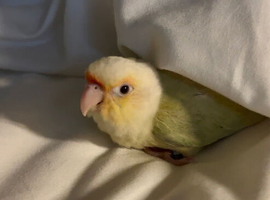 Rehoming Luna - Mooncheek Conure