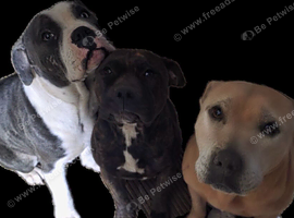 Staffy x
