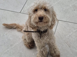 1 year 5 month old cockapoo