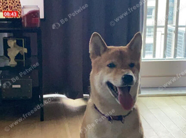 Shiba Inu needs new home