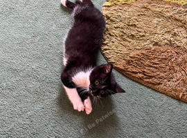 Beautiful black and white kittens