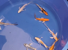 butterfly koi &pound;15