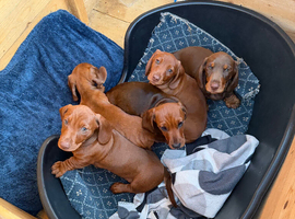 Miniature Dachshund pups