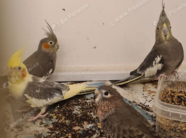 Some lovely cockatiels