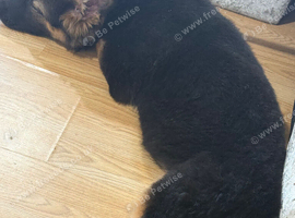Female German shepherd puppy