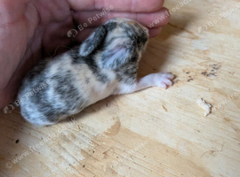 Gorgeous mini-Lop baby bunnies for sale