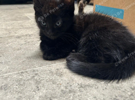 Kitten for rehome