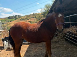 Bay yearling filly