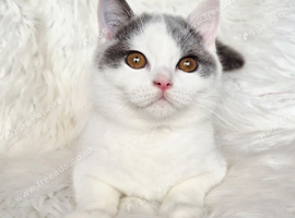 Amazing loving British shorthair