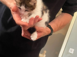 2 male kitten