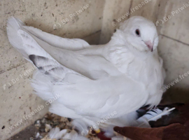 Chinese owl pigeons