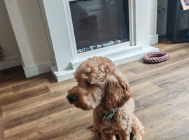 4 year old male cockapoo