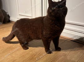 British shorthair chocolate