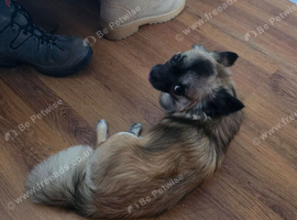 Chihuahua male stud