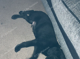 Male puppy in need of loving home