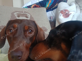 Sister dachshunds rehome together