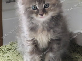 13 week old mainecoon/ragdoll