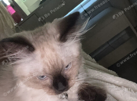 Ragdoll