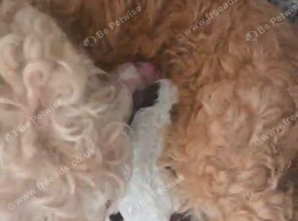 Cockapoo boy