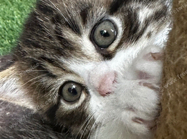 Absolutely gorgeous BSH x bengal cross kittens