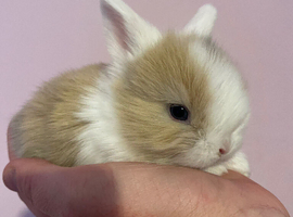 Lionlop x holland lops