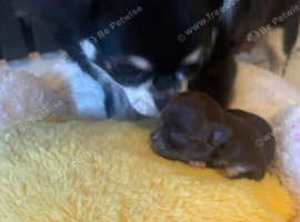 adorable little russian chihuahua